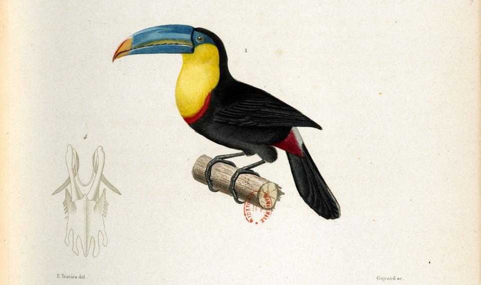 Toucan / Le règne animal distribué d'après son organisation (Cuvier)