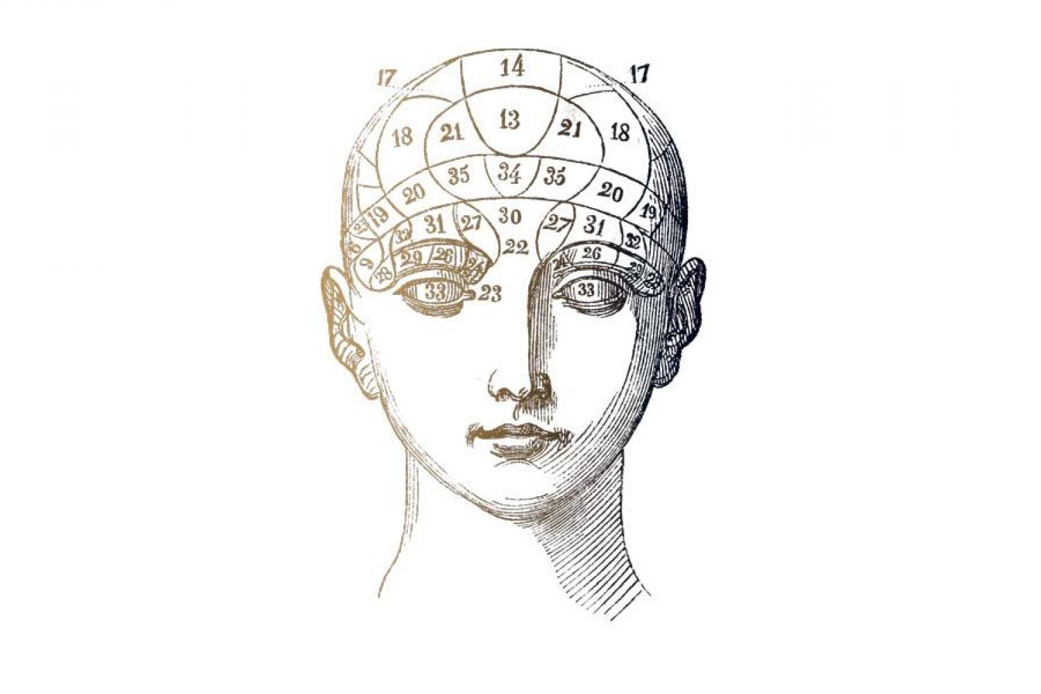 D'après une planche d’organographie, tirée du Manuel pratique de phrénologie ou Physiologie du cerveau, par le Dr Giovanni Fossati, 1845 - - BnF, département des Sciences et techniques