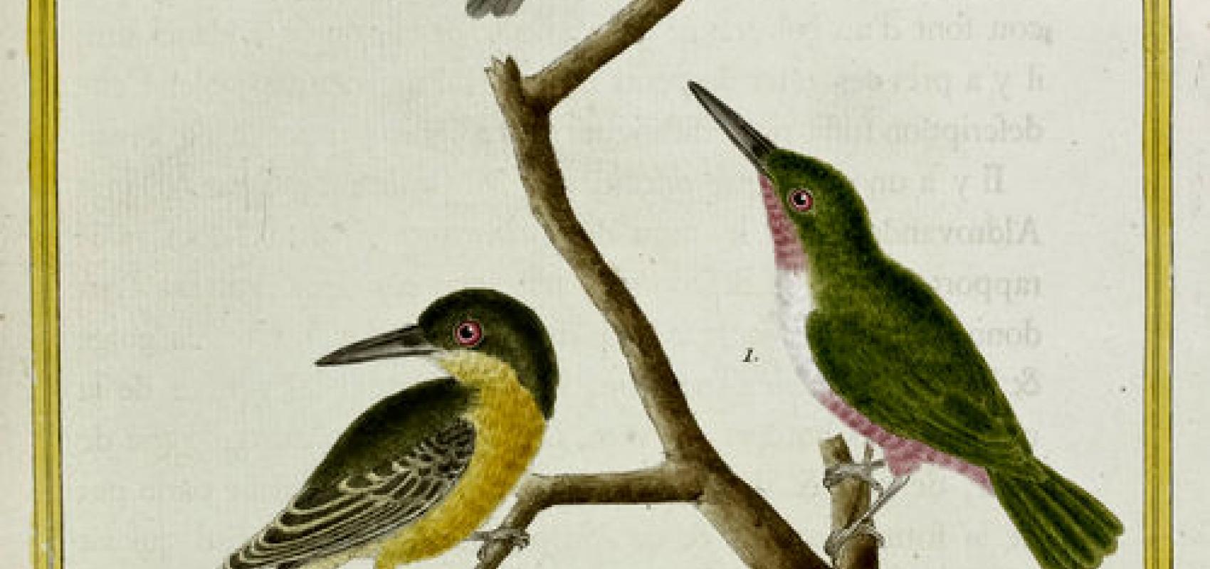 Histoire naturelle des oiseaux – Todier -  - BnF