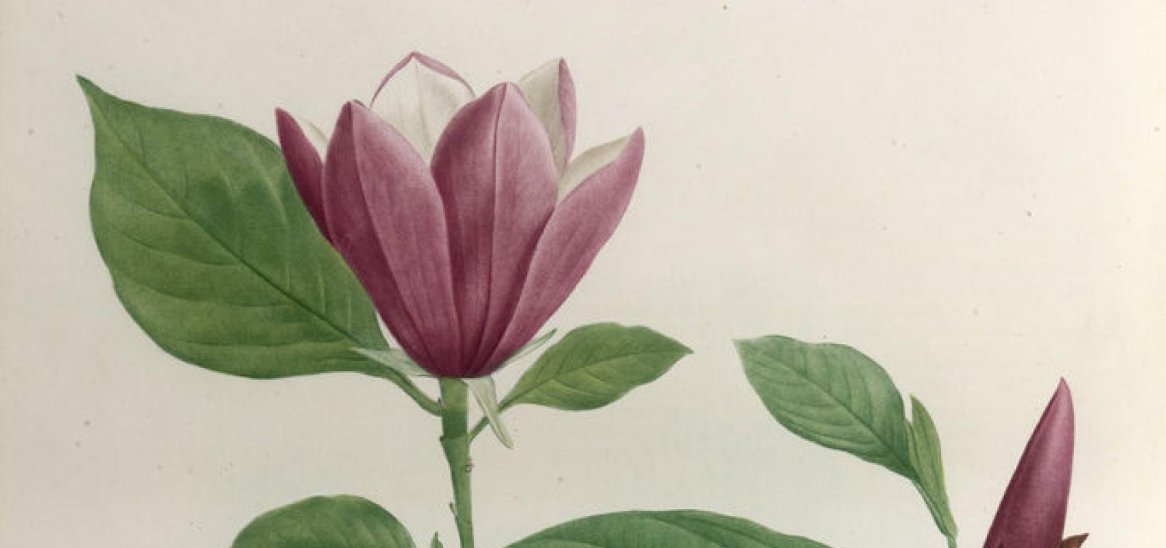 Magnolia / Jardin de La Malmaison (Ventenat, Redouté) -  - BnF