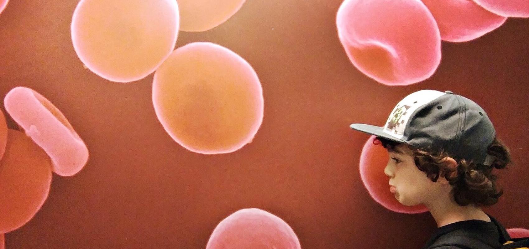 Red blood cells / Globules rouges -  - Jim Champion