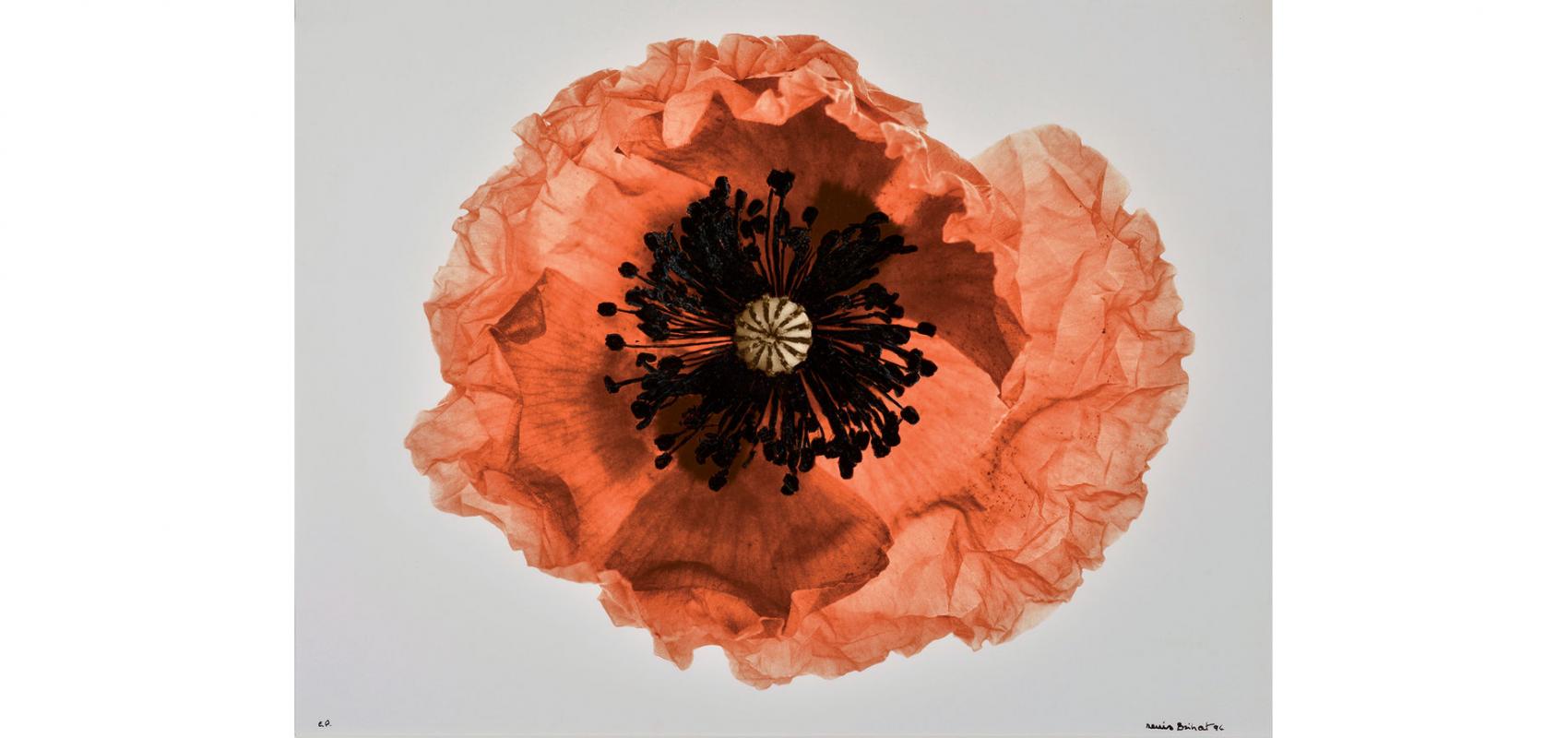 Denis Brihat, Coquelicot fripé, 1994 - - BnF, Estampes et photographie © Denis Brihat