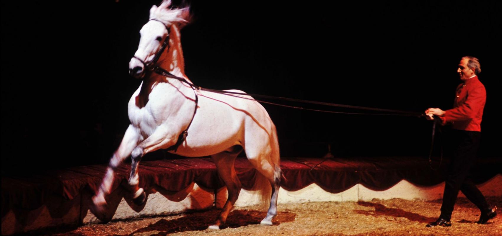 Spectacle de cirque par le Cirque national à l'ancienne Alexis Grüss, 1991, Daniel Cande -  - Bibliothèque nationale de France, département Arts du spectacle