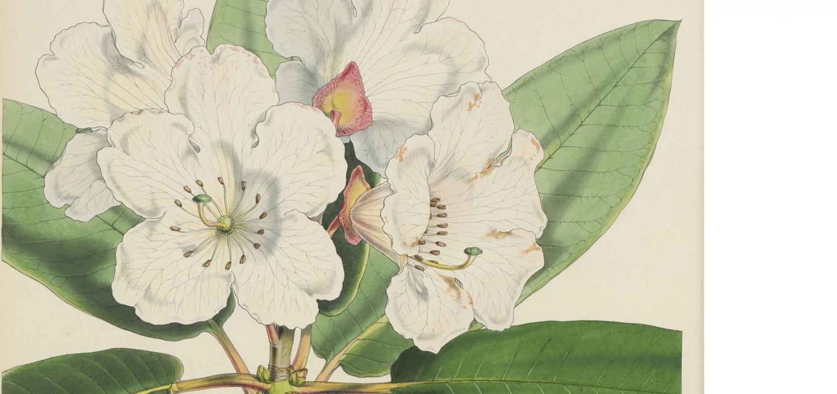 The Rhododendrons of Sikkim-Himalaya - - Joseph Dalton Hooker / BnF
