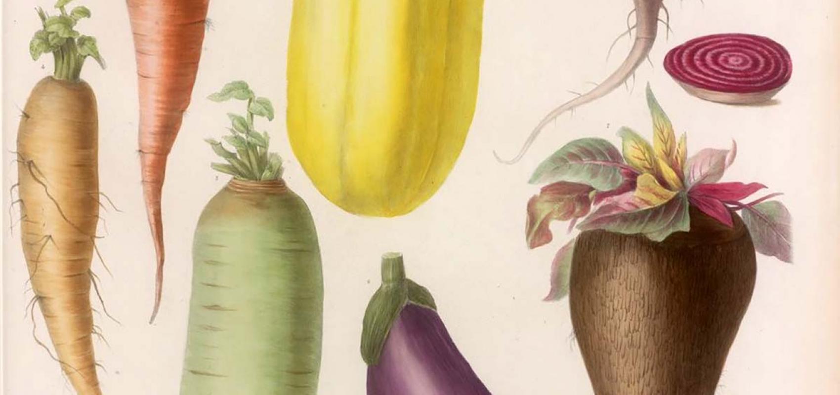 Album Vilmorin : fleurs rustiques, annuelles et vivaces, légumes et plantes fourragères / Mme Champin et Mlle Coutance - Novembre 2019 - Baratta