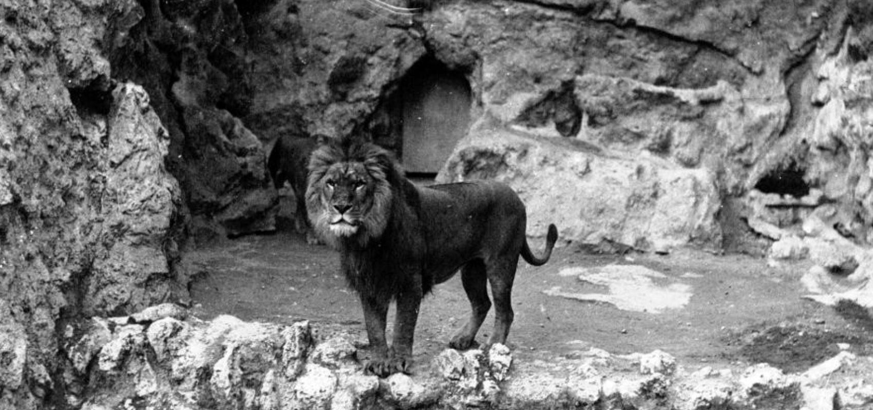 Lion, Agence Meurisse - - BnF, Département Estampes et photographie