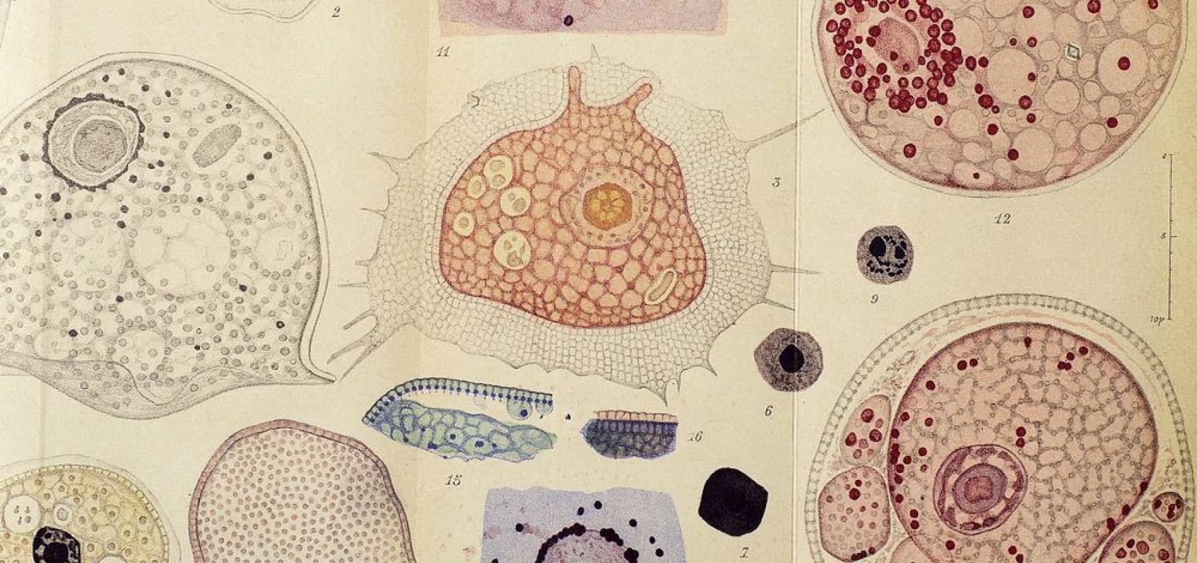 Archives d'anatomie microscopique – 1905 - - BnF