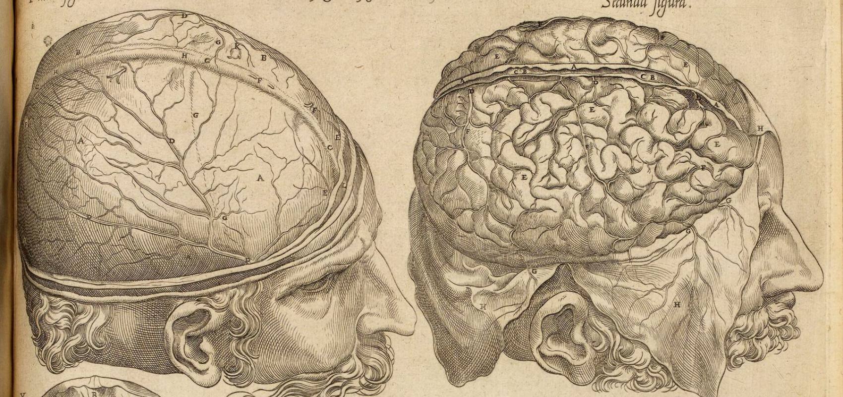 André Vésale, Les Portraicts anatomiques de toutes les parties du corps humain, gravez en taille douce... 1569. Bibliothèque nationale de France, département Réserve des livres rares - - BnF