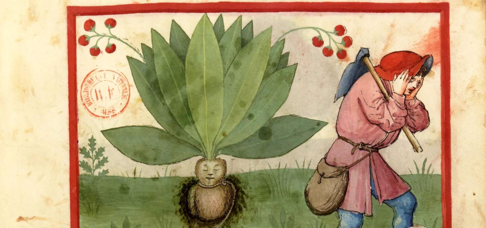 IBN BUTLÂN, Tacuinum sanitatis. Bibliothèque nationale de France, département des Manuscrits - - BnF