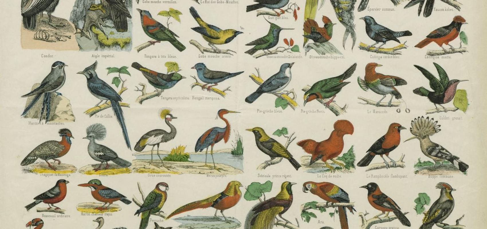 Histoire naturelle, Oiseaux, estampe extraite du « Recueil. Images d'Epinal de la Maison Pellerin », 1857. BnF, département Estampes et photographie - - BnF