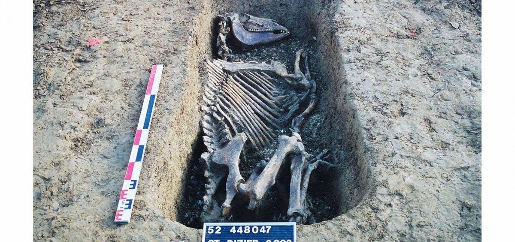 Sépulture de cheval, site de Saint-Dizier « La Tuilerie » resp. MC. Truc - - © V. Peltier, Inrap