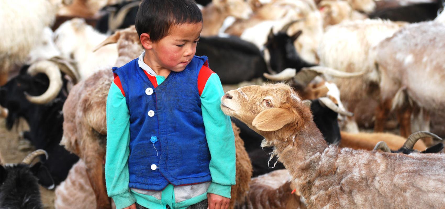 Enfant et mouton se regardant dans les yeux à l'occasion du rassemblement des brebis sur le campement pour la traite quotidienne, Mongolie, province de Bayan-Ölgii, juillet 2018 - - Charlotte Marchina