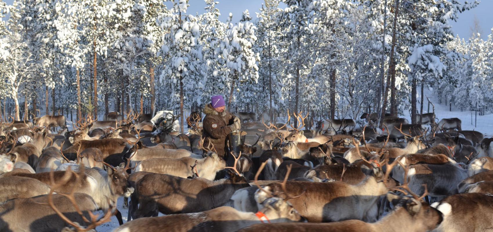 Un éleveur de rennes Sámi distribuant des aliments sous forme de granulés à son troupeau, une pratique devenue courante pour faire face à la dégradation des pâturages en forêt boréale, février 2022 -  - Samuel Roturier