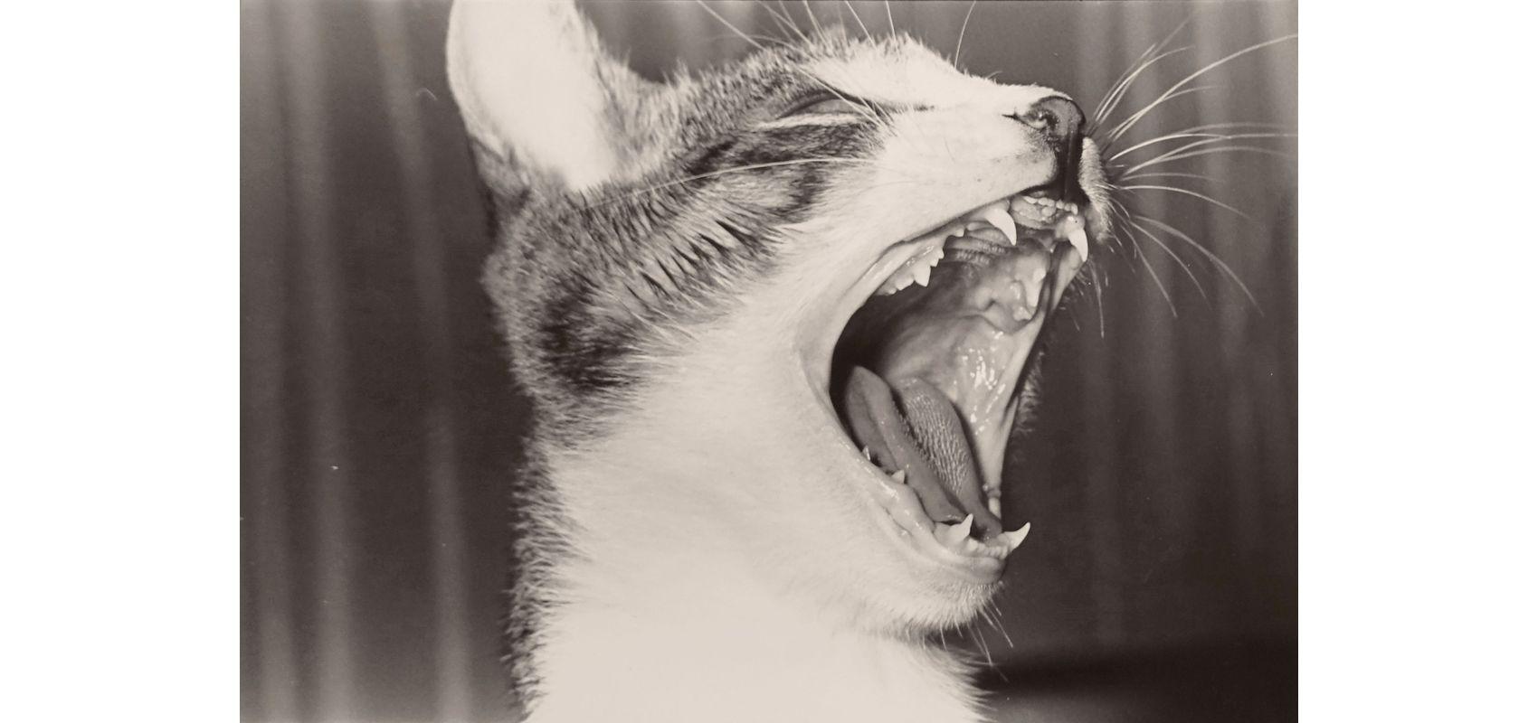 Masahisa Fukase, « Sasuke !! My Dear Cat » - 1978 - Courtesy Masahisa Fukase Archives and Michael Hoppen Gallery, London © Masahisa Fukase Archives