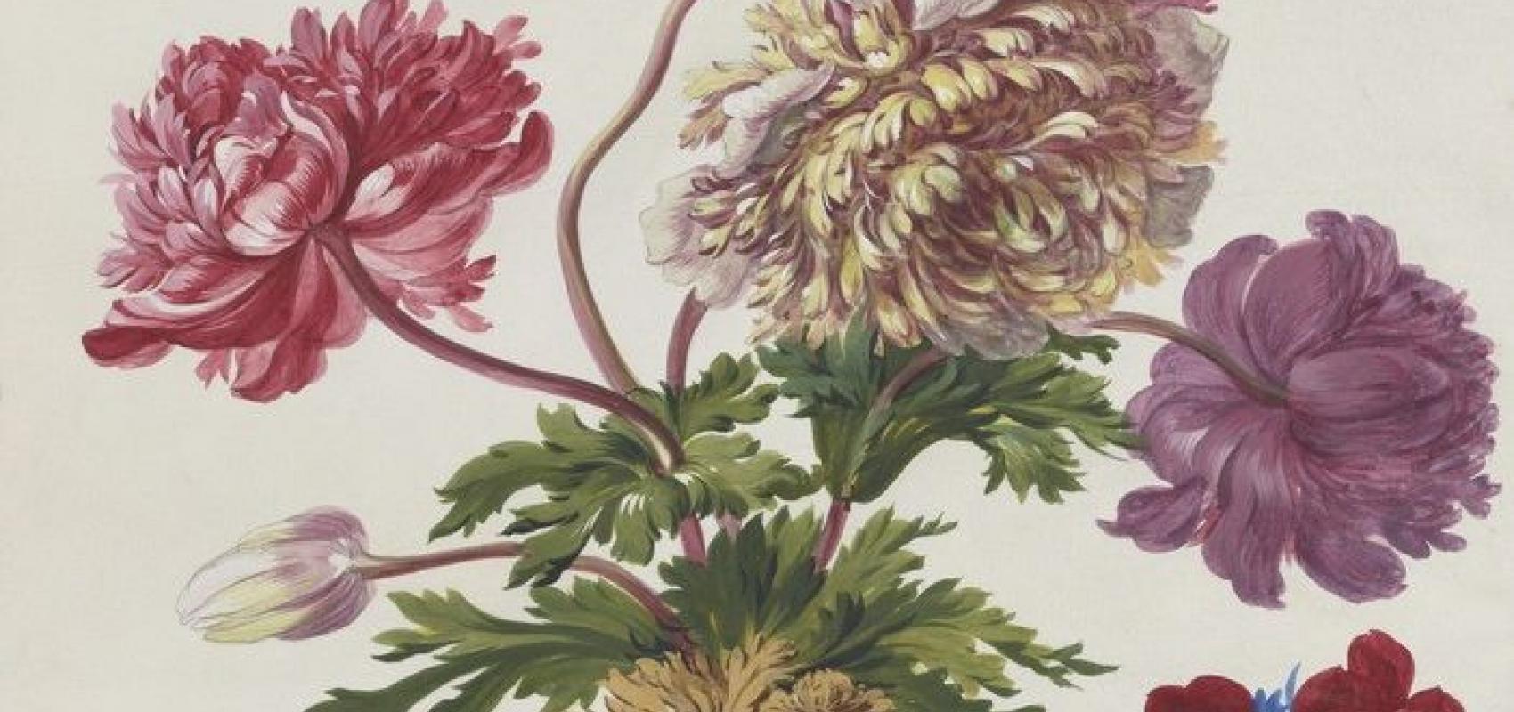 Jean Joubert, « L'anémone » dans Jean Donneau de Vizé, Histoire de Louis le Grand contenue dans les rapports qui se trouvent entre ses actions et les qualités et vertus des plantes, peinture sur vélin - 1688 - Gallica/BnF - https://c.bnf.fr/VSK