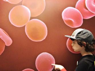 Red blood cells / Globules rouges