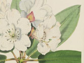 The Rhododendrons of Sikkim-Himalaya
