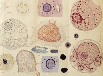 Archives d'anatomie microscopique – 1905