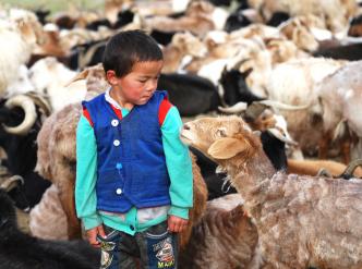 Enfant et mouton se regardant dans les yeux à l'occasion du rassemblement des brebis sur le campement pour la traite quotidienne, Mongolie, province de Bayan-Ölgii, juillet 2018