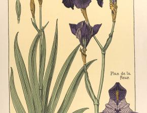 Iris germanique / Étude de la plante (Verneuil)