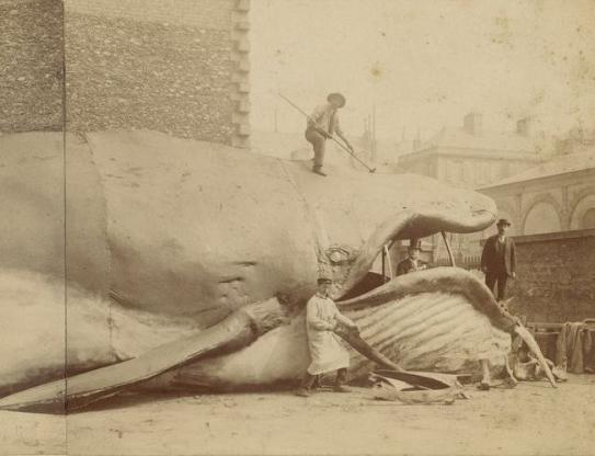 La baleine de Villerville