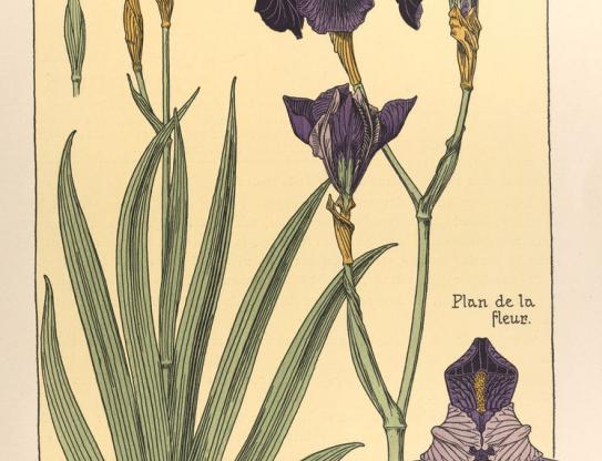 Iris germanique / Étude de la plante (Verneuil)