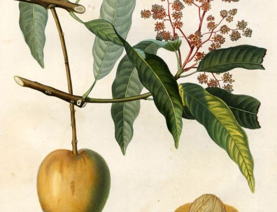 Mangue / Flore des Antilles (Tussac)
