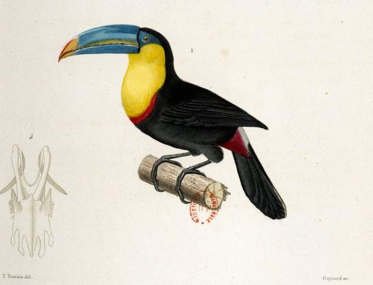 Toucan / Le règne animal distribué d'après son organisation (Cuvier)