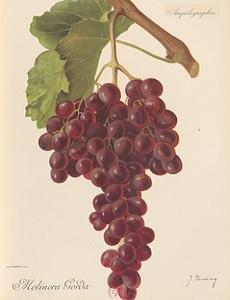 Le fruit de la vigne - Bibliographie [Juillet 2022] (FR - PDF - 217.86 Ko)