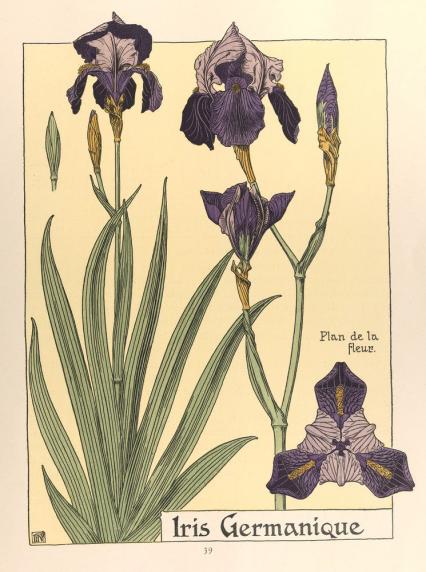 Iris germanique / Étude de la plante (Verneuil)