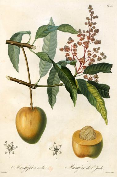 Mangue / Flore des Antilles (Tussac)